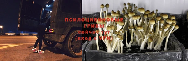 дмт Магадан